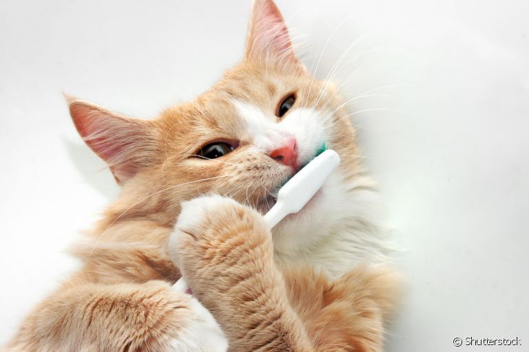 Escovar dente de gato é necessário, sim: descubra o porquê