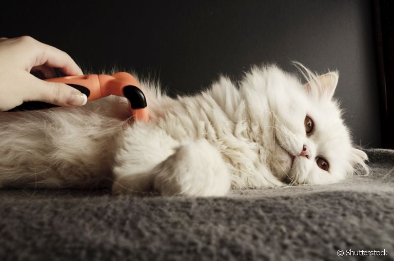 A escova FURminator é um acessório muito útil na hora da escovar os pelos do gato.