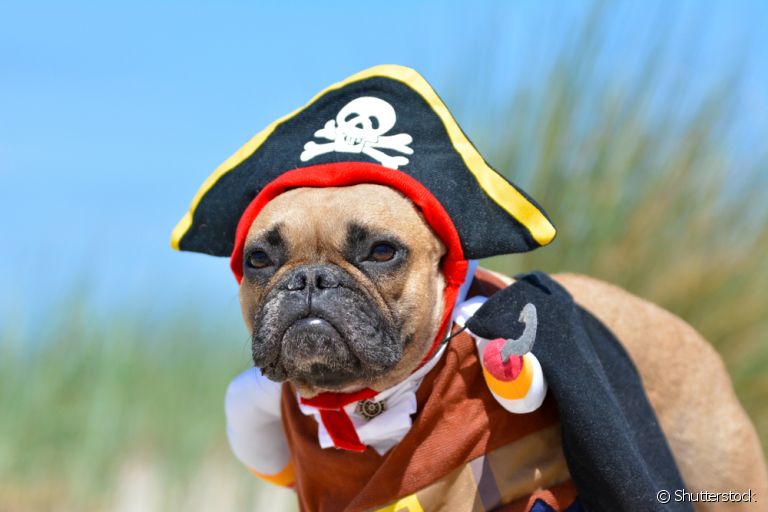 Procurando ideias de fantasias de cachorro para o Carnaval? Confira algumas dicas para te ajudar a decidir o melhor visual para o seu amigo!