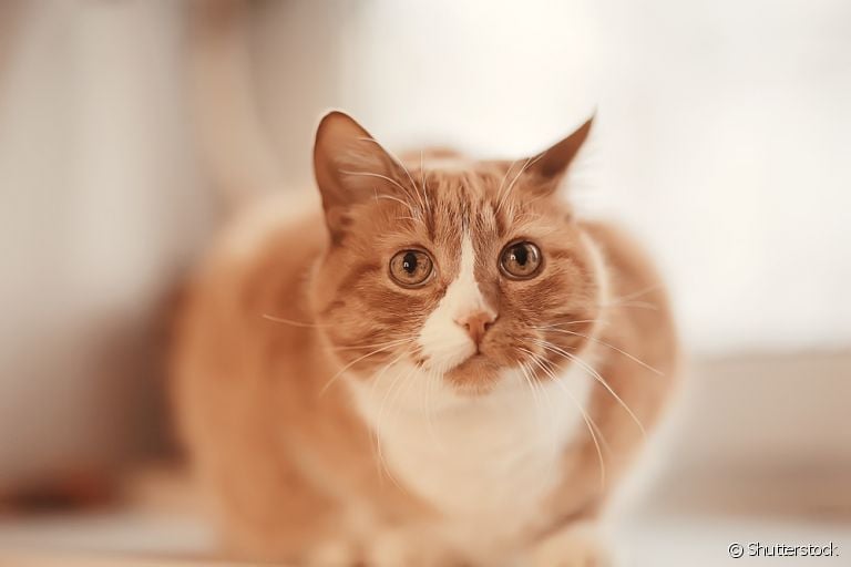 Um gato vomitando é motivo para ficar atento com a saúde do animal, já que diversas causas podem estar por trás do sintoma