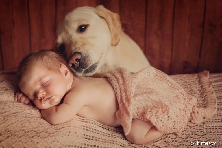 Pronto para fazer seu cachorro e bebê se tornarem melhores amigos? Veja algumas dicas abaixo!
