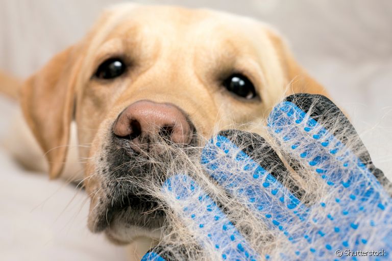 A luva para tirar pelo de cachorro é uma opção válida para cuidar do seu pet? Nós testamos!