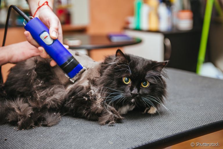 Afinal de contas, tosar gato é realmente necessário? Descubra!