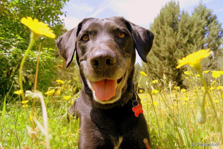 A alergia em cachorro pode ser causada por plantas e flores. Fique atento!