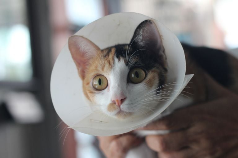 Castração de gato: valor pode variar, mas é um procedimento necessário