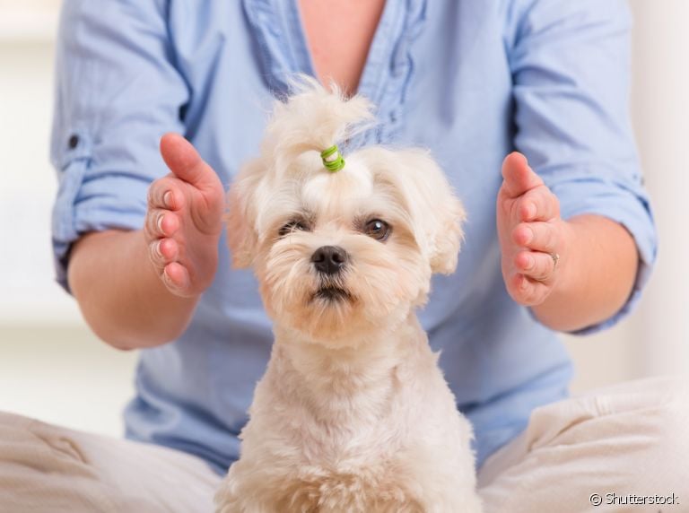 O reiki veterinário é uma técnica que promete vários benefícios para cachorros e gatos