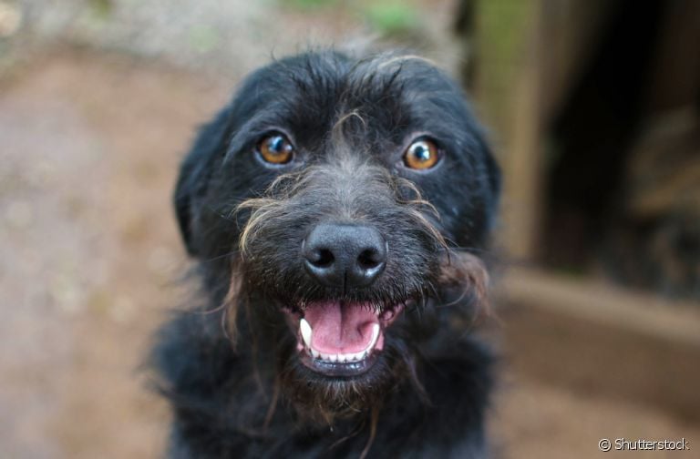 Signo de cachorro: entenda como o temperamento dos cães pode ser influenciado pelos astros