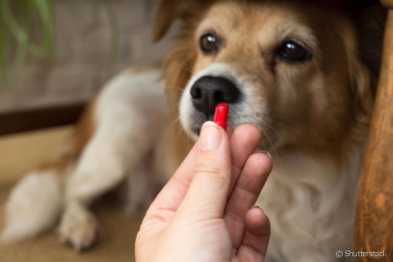 Antes de dar um remédio humano de gripe para cachorro, você já se perguntou quais são os riscos da automedicação em animais?