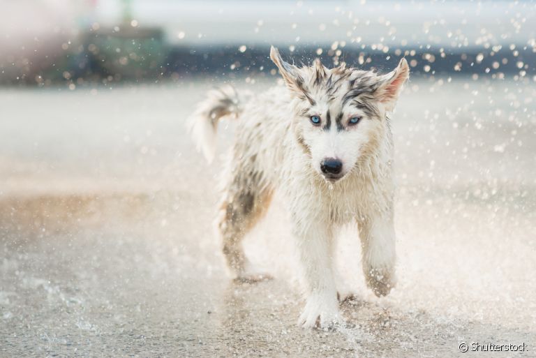 Sabia que a chuva pode trazer alguns riscos para o seu amigo de quatro patas? Fique atento!