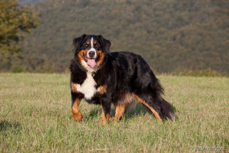 Bernese Mountain Dog: descubra mais sobre essa raça apaixonante