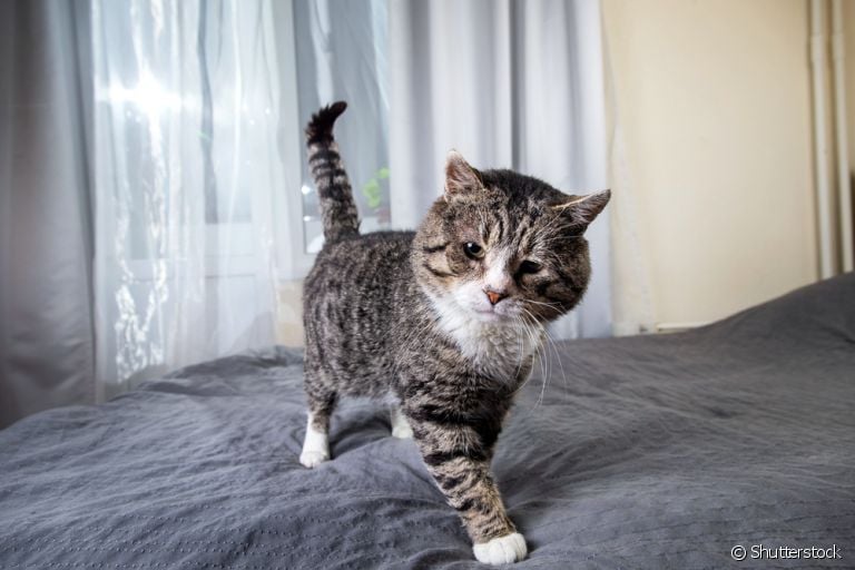 Encontrou o gato fazendo xixi na cama? Isso pode ser sinônimo de desconforto no seu bichano!