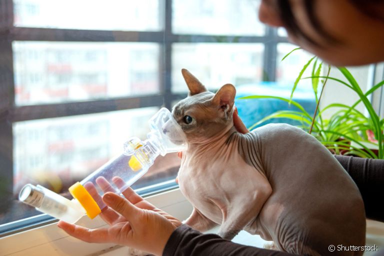 A asma felina requer cuidados e o uso de uma bombinha específica. Entenda mais sobre como o problema atinge os gatos!