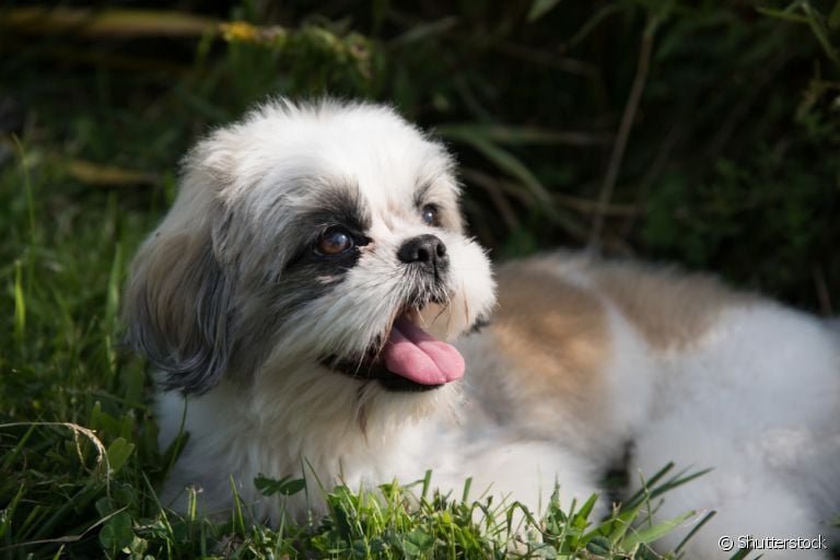 Bronquite em cães: saiba como a doença se desenvolve e pode afetar o seu amigo de quatro patas