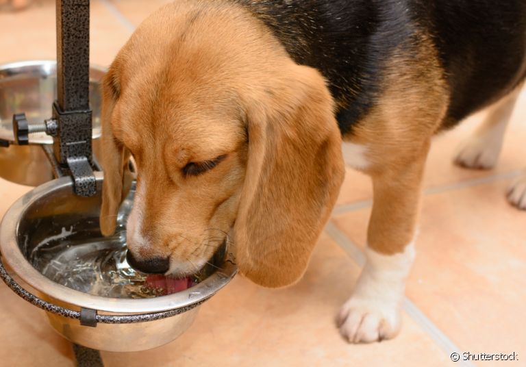 O cachorro bebendo muita água pode ter muitas causas, desde situações rotineiras até problemas de saúde mais graves.