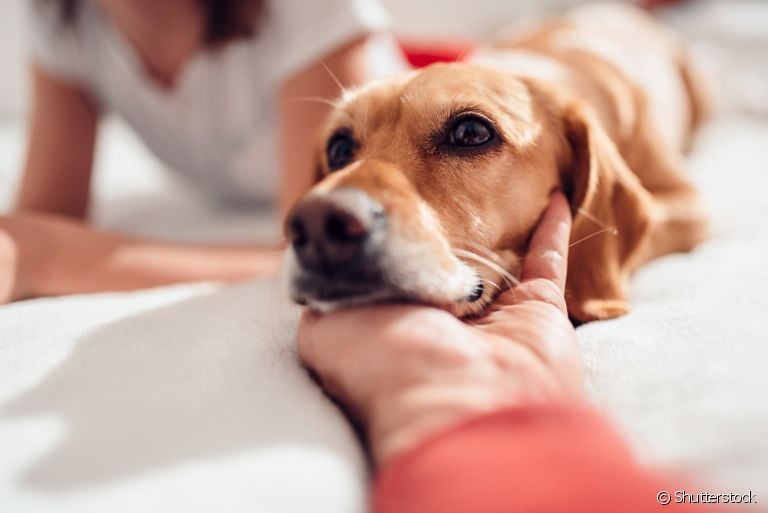  Você sabia que os seus sentimentos podem influenciar no comportamentamento do seu cão? Saiba mais sobre o assunto! 
