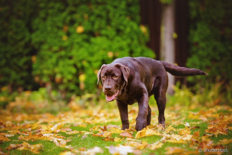 Cachorro mancando pode estar ligado a doenças hereditárias e machucados na patas. Saiba como ajudar o seu amigo nesses casos!