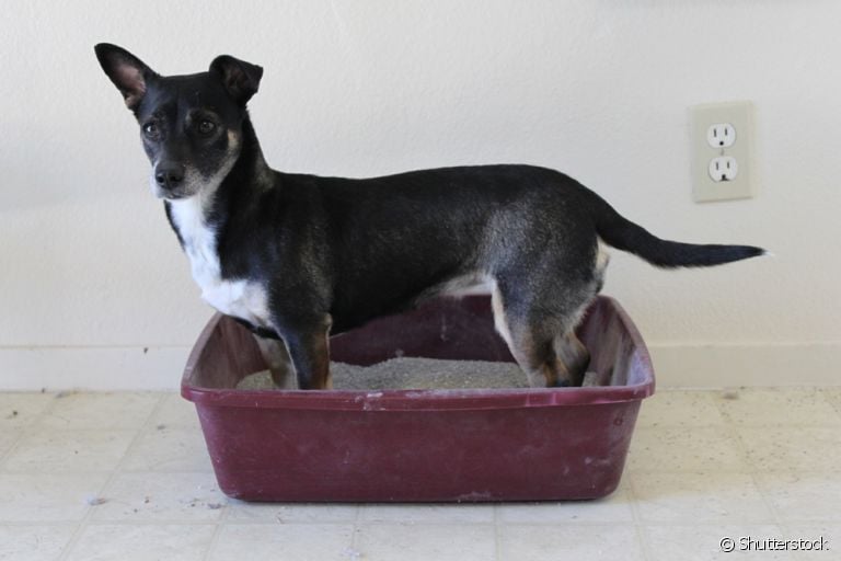Cachorro pode usar a caixa de areia, sim - você só precisa dos acessórios corretos, algumas técnicas e muita paciência