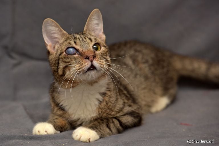 A catarata em gatos, apesar de não ser tão frequente nos felinos, é uma doença que precisa de atenção