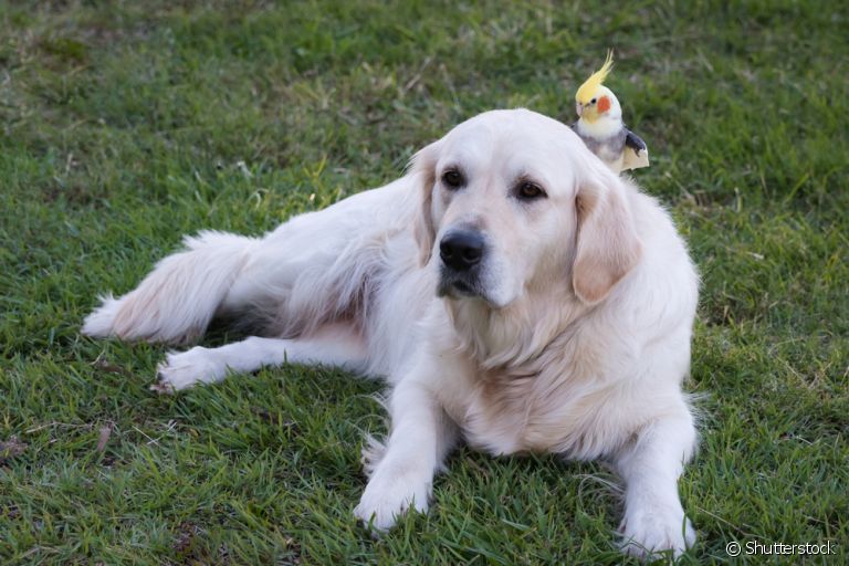  Calopsita e cachorro juntos é a coisa mais fofa. Saiba como facilitar o convívio entre animais de espécies diferentes! 