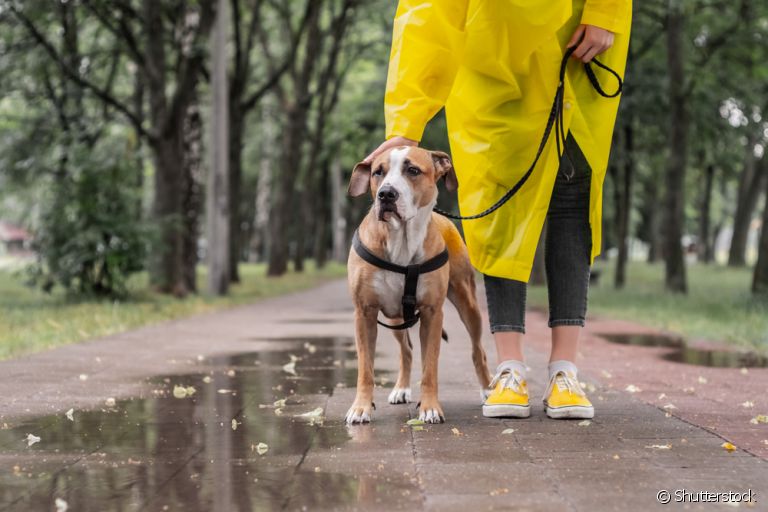 Cuidar de cachorro nos dias de muita chuva, principalmente em áreas de risco, é fundamental para preservar a saúde e vida do seu amigo!
