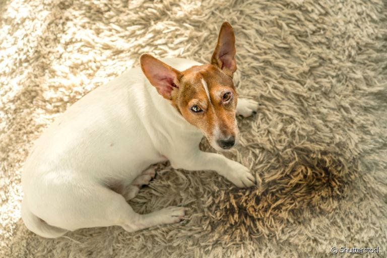 Você sabe como ensinar cachorro velho a fazer necessidades no lugar certo? Veja algumas dicas