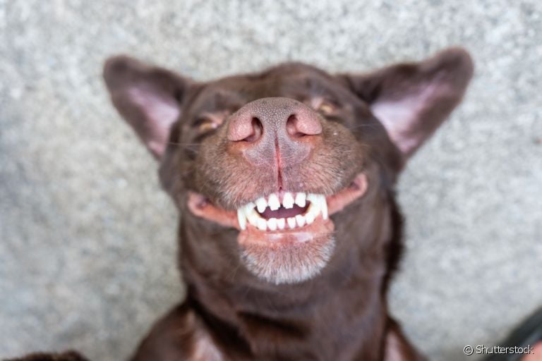 Dor de dente em cachorros: descubra como identificar e ajudar o seu amigo
