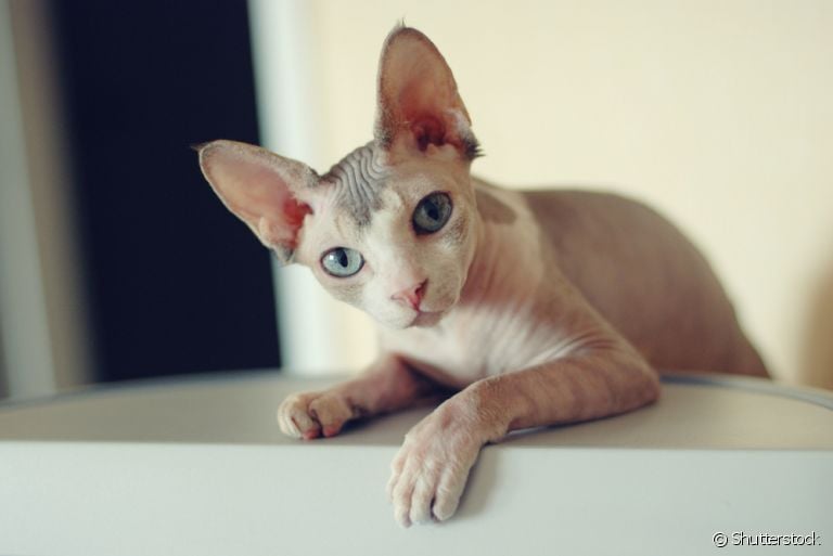 Veja como saber se o gato é de raçaa partir de algumas características físicas