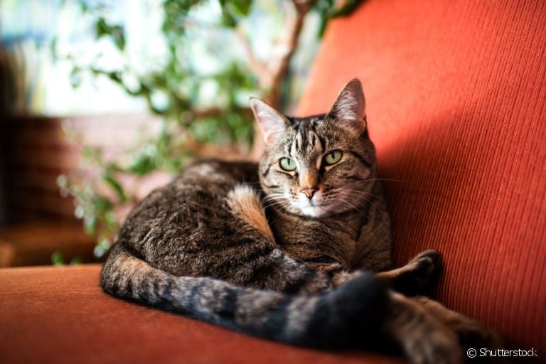 O gato com problema renal pode apresentar alguns sintomas. Fique de olho em qualquer alteração de comportamento do seu bichano!
