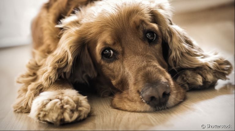 Sem saber se o cachorro está doente ou não? Veja alguns sinais que podem indicar que algo não vai bem