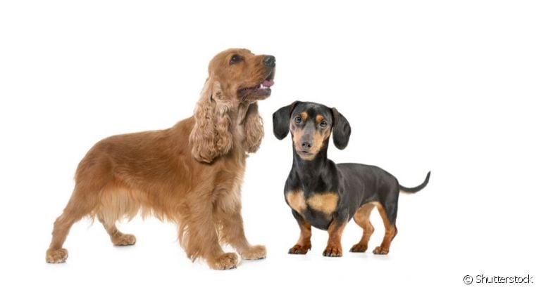 Dachshund ou Cocker Spaniel? Chega de confundir as duas raças!