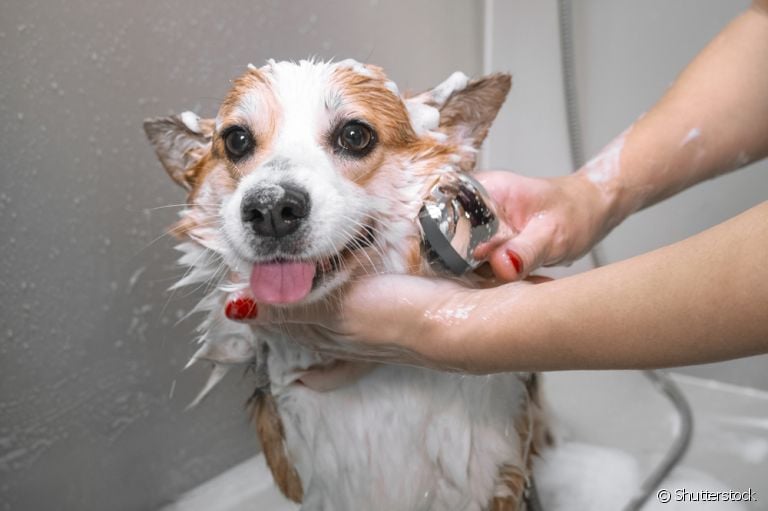 Veja como escolher o sabonete para cachorro ideal!