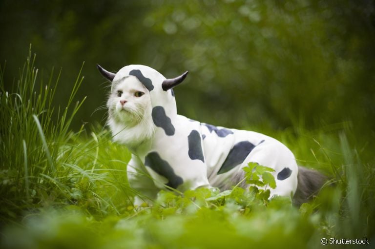 Roupa para gato: já pensou em fantasiar seu amigo felino de vaquinha? Confira essa e outras ideias para se inspirar