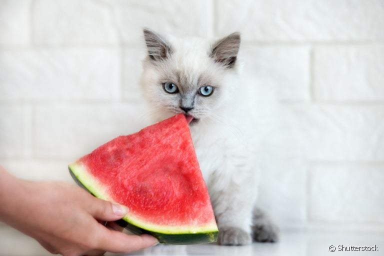 Veja quais frutas que gatos podem comer e quais podem ser prejudiciais para a saúde deles