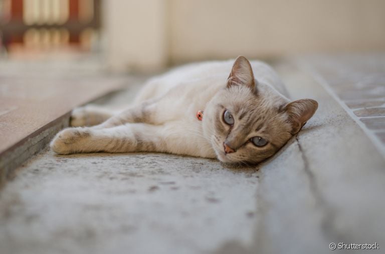 Gangliosidose em gatos: saiba mais sobre a doença hereditária que pode atingir o seu gatinho