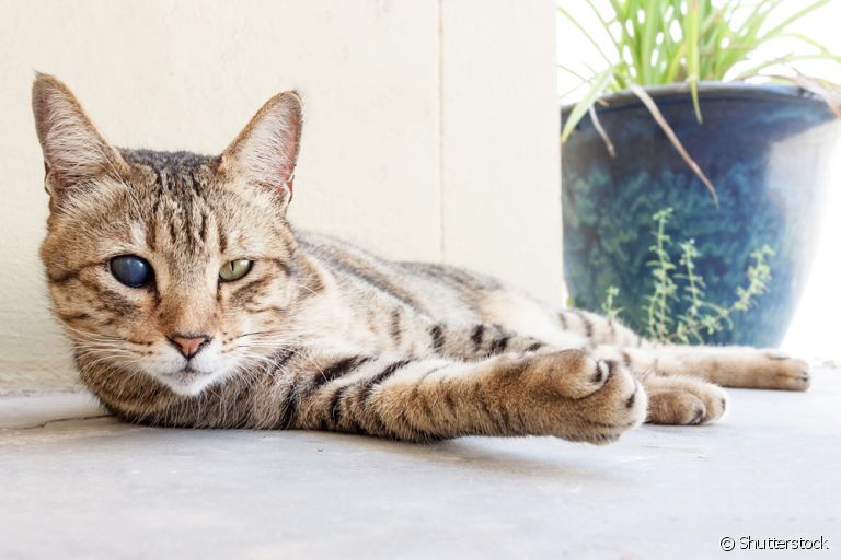 Gatinhos cegos precisam de uma casa adaptada e bem segura para viverem!
