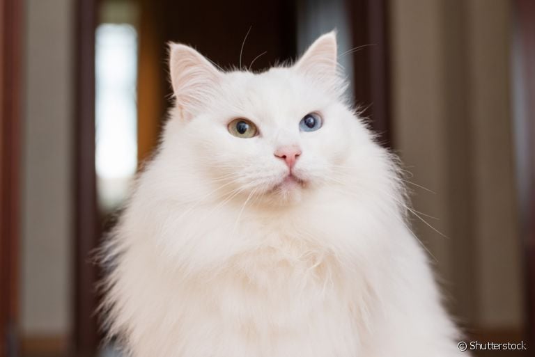  Você sabia que a cor do pelo do gato pode determinar alguns fatores genéticos dele? 