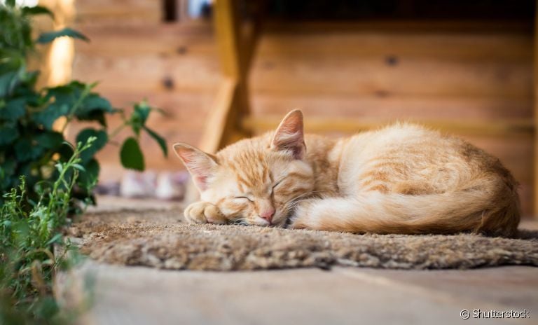 Criação indoor de gatos: saiba como pode ajudar na saúde e no bem-estar do seu pet! 