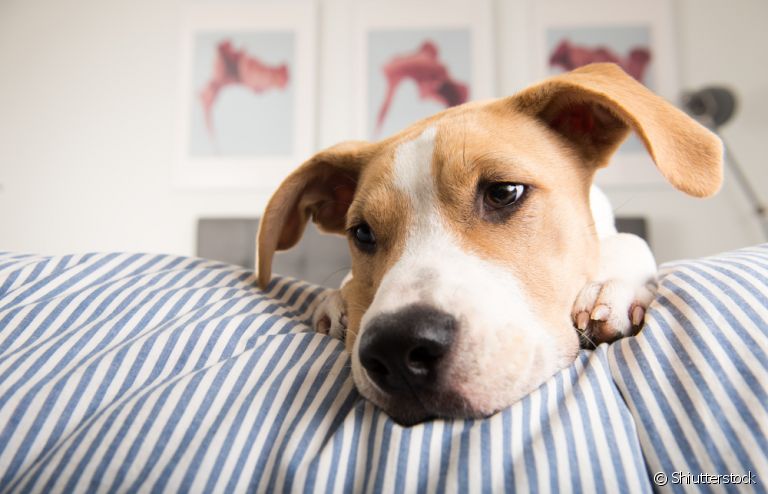 Saiba como identificar os sintomas da ascite em cães