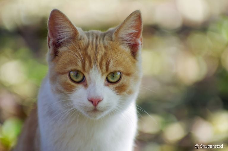 Leishmaniose: gatos podem ou não apresentar sintomas da doença. É importante ficar atento