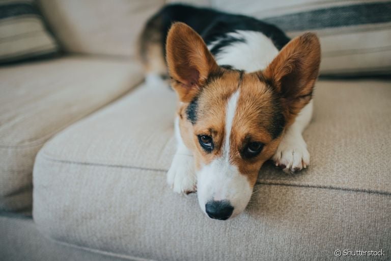 Olhar de cachorro arrependido? Entenda o que essa linguagem corporal significa