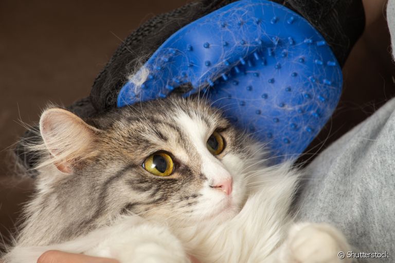  Quer comprar uma luva para tirar pelo de gato e não sabe se vale a pena? Nós testamos e contamos para você! 