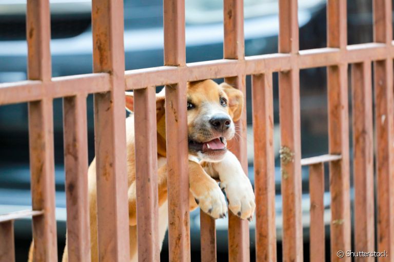 Descubra os principais motivos dos latidos de cachorro para porta ou janela da casa