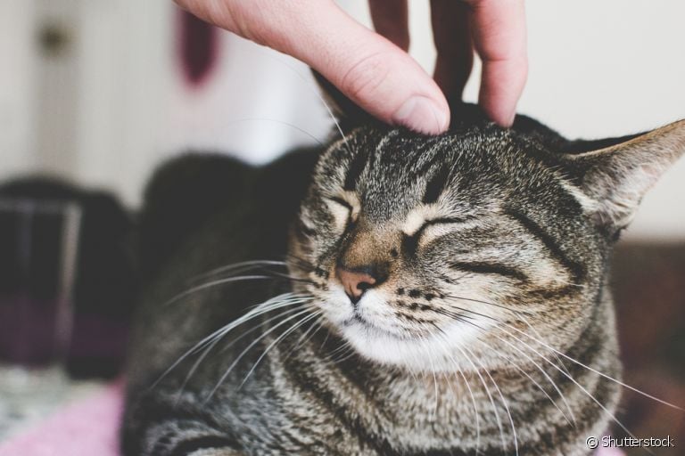Como fazer carinho no gato: descubra como retribuir o comportamento de felinos carinhosos