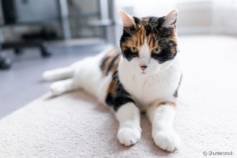 Pancreatite em gatos: saiba mais sobre a doença que afeta o pâncreas dos felinos