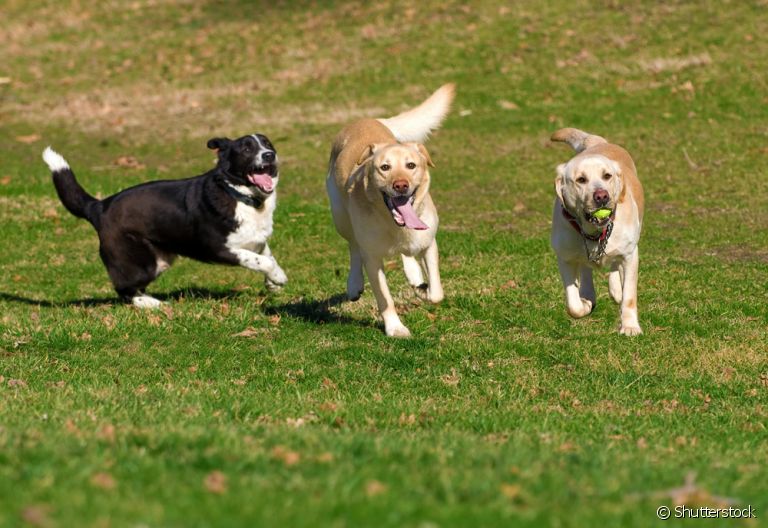 Parque para cachorros: um lugar onde seu amigo pode brincar, socializar e gastar energia