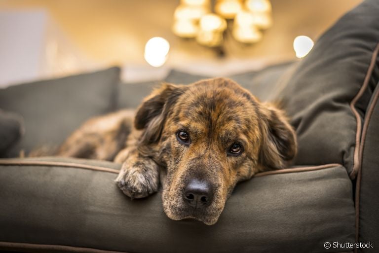Prolapso retal em cães: saiba como identificar o problema e o que fazer para prevenir