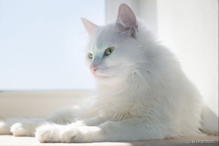 Saiba como usar o protetor solar para gatos para evitar doenças de pele no seu bichano