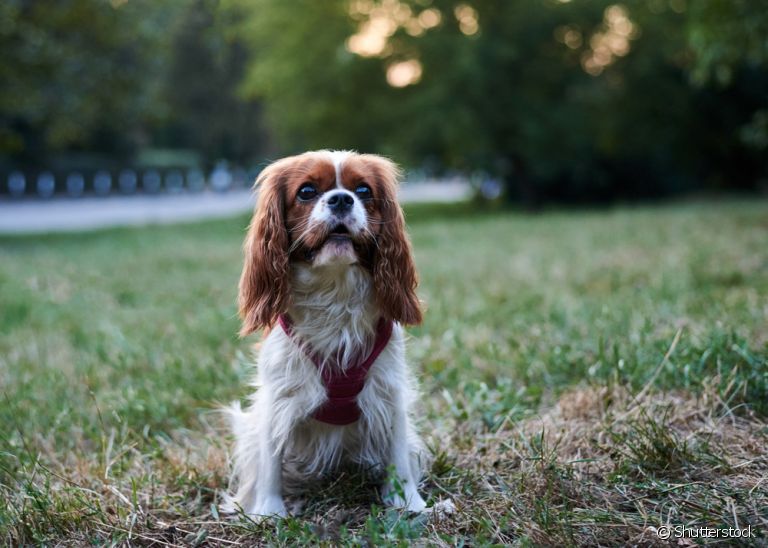 Coleira peitoral para cachorro: descubra quando é a hora de trocar o acessório e os sinais mais comuns de desgaste