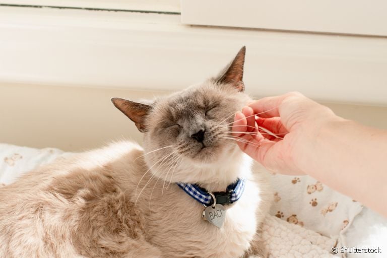  Adotar gato é sempre uma boa ideia, mas exige uma série de cuidados. Saiba mais sobre eles. 