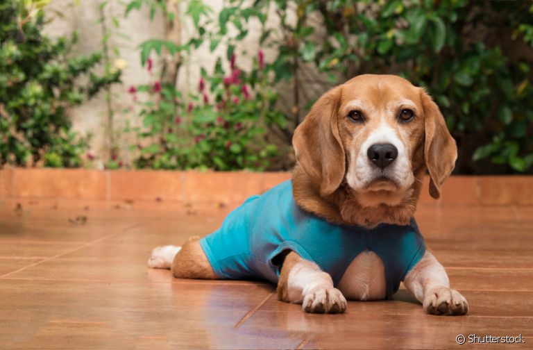 Roupa cirúrgica para cachorro é uma boa opção se seu amigo de quatro patas não se incomoda com vestimentas